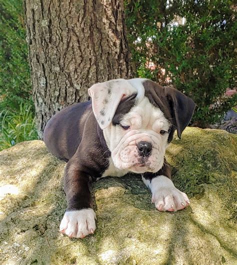 affordable english bulldogs for sale|old english bulldog puppies for sale.